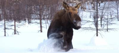 Пенсионер-браконьер в Карелии содрал кожу с лося и выкинул её в лесу