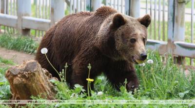 Медведи Тристан и Нюра вышли из спячки в Минском зоопарке