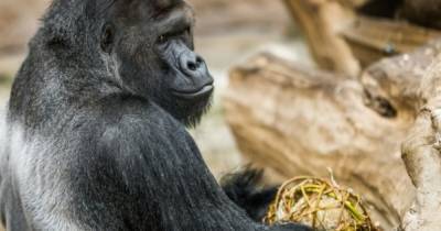 В пражском зоопарке коронавирусом заразились львы и горилла (фото)