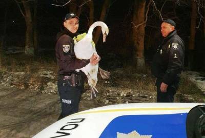 В Винницкой области спасли лебедя, который лежал обессиленный посреди дороги