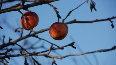 На месте яблоневых садов в Воронеже появится миллион квадратных метров