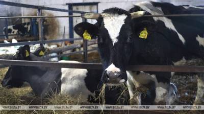 В Беларуси рассчитывают увеличить средний удой молока от коровы до 6 т