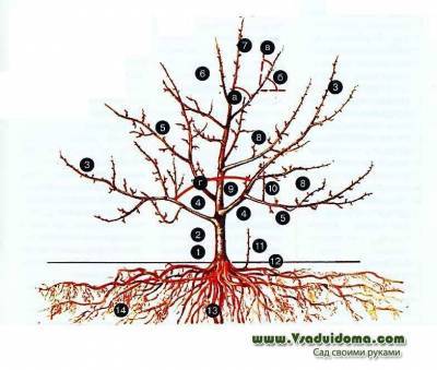 6 полезных схем-памяток обрезки плодовых деревьев