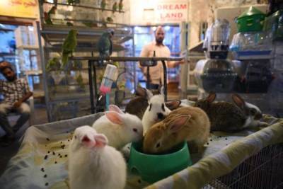 В Госдуме заявили об опасности покупки животных в зоомагазинах и на птичьих рынках