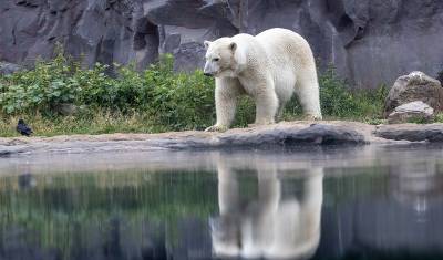 Белые медведи на фоне потепления в Арктике изменили рацион