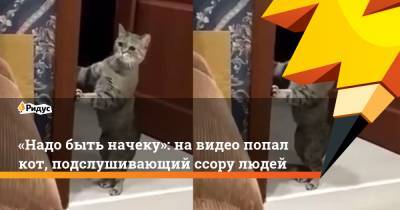 «Надо быть начеку»: навидео попал кот, подслушивающий ссору людей