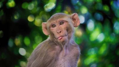 В США не хватает лабораторных обезьян для испытания вакцин от коронавируса