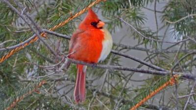 Полусамец и полусамка: редкую птицу нашли в США