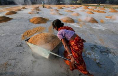 В Индии ожидается рекордный урожай пшеницы и рапса