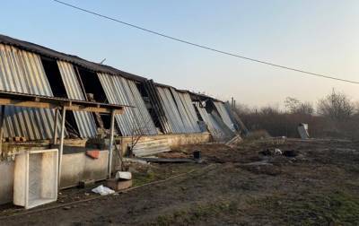 В Мукачево пожар уничтожил свинокомплекс
