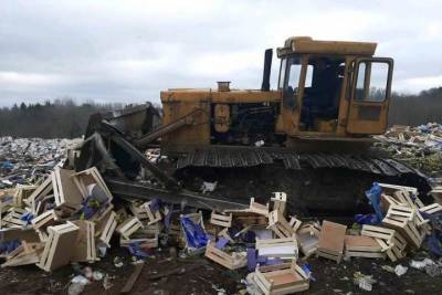 22 тонны груш без документов раздавили трактором в Себежском районе