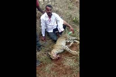 Мужчина убил леопарда голыми руками ради спасения жены и дочери