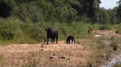 Самка буйвола вступила в схватку с леопардом, чтобы спасти детеныша (Видео)