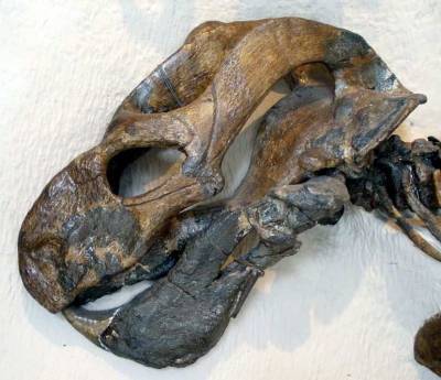 В Китае ученые обнаружили окаменелую рептилию с бивнями, которая обитала около 255 млн лет назад