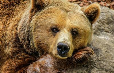 В Минском зоопарке проснулись медведи