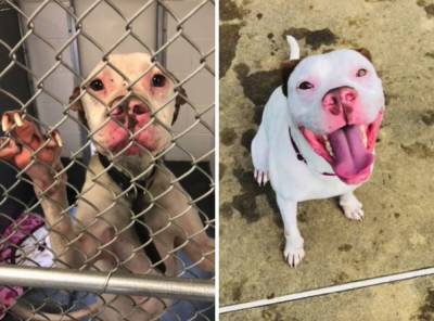 Счастливые животные: собак забрали из приюта – фото до и после