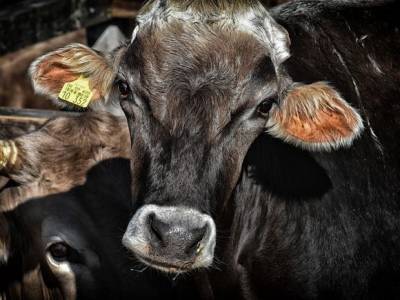 В Испании уничтожат 900 коров, которые несколько месяцев дрейфовали в море
