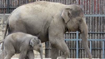 В Испании слониха убила смотрителя зоопарка одним ударом хобота