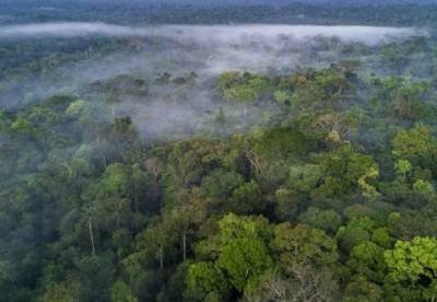 На Facebook незаконно продают участки тропических лесов Амазонии