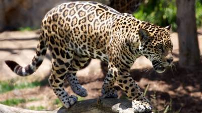 Безоружный житель Индии убил леопарда для спасения жены и дочери