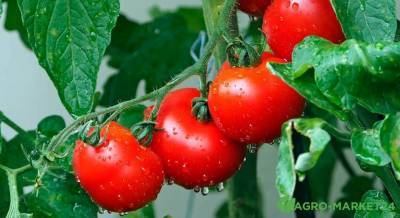 Выращивание томатов в теплице: основные ошибки - skuke.net