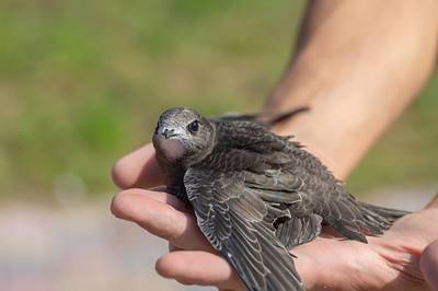 Птицы, которая не умеет ходить: интересные факты о черном стриже