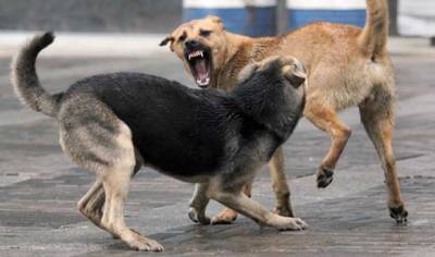 В Днепре возле Дома культуры стая бездомных собак нападает на людей