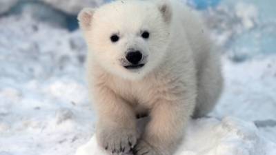 В Красноярске наступил Год белого медведя