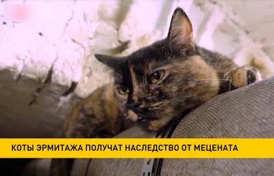 Коты Эрмитажа получат наследство от мецената
