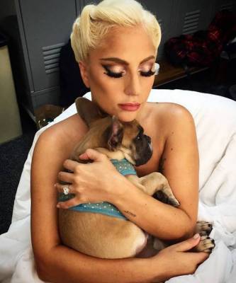 Леди Гага вернула похищенных собак. Певица пообещала за них награду в 500 000 долларов