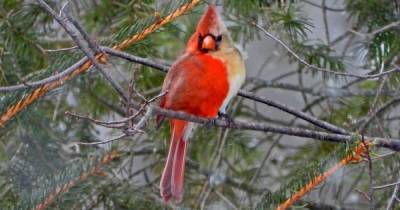 В США орнитолог заметил редкую птицу с признаками обоих полов