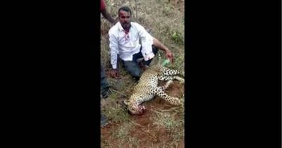 Сумел защитить жену и дочь: храбрый индиец убил голыми руками напавшего на семью леопарда