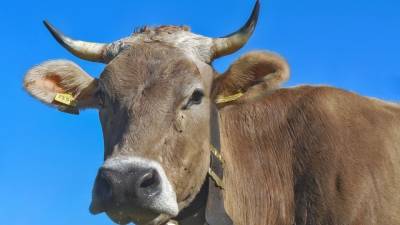 Бешеные корова и лиса стали причиной карантина в Саратовской области
