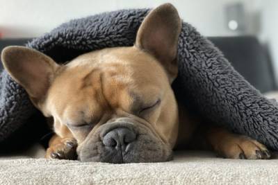 Почему собаки так любят спать с хозяином на кровати