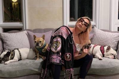 Певице Леди Гаге вернули похищенных собак