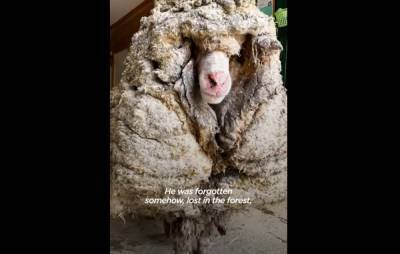 Гора шерсти: овца 5 лет блуждала по лесу и ее никто не стриг – видео