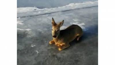 Косулю спасли со льда Байкала