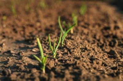 7 правил отменного урожая на тяжелой земле