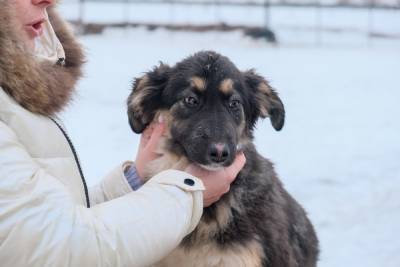 В Волгограде бездомных животных на улицах становится меньше