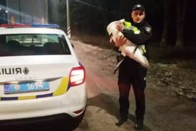 В Винницкой области дальнобойщик спас лебедя: где будет жить птица