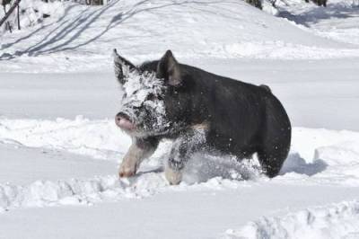 Как содержать свиней зимой