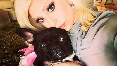 Леди Гага получила назад своих украденных собак