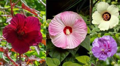 Гибискус садовый: что можно вырастить в цветнике в Подмосковье и севернее