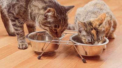 Как правильно кормить кошек, выяснили ученые