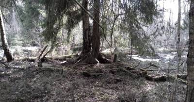 В Калининградской области проснулись первые лесные клещи