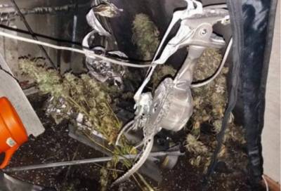 Спалился: в Гатчине после пожара в квартире на Рощинской нашли кусты марихуаны