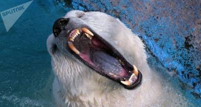 Косолапый хищник: в мире сегодня отмечают День полярного медведя