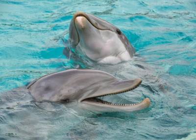 Из-за Крымского моста из Азовского моря исчезли редкие дельфины