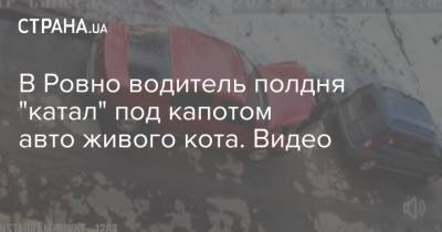 В Ровно водитель полдня "катал" под капотом авто живого кота. Видео