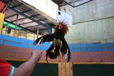 Бойцовый петух в Индии убил своего хозяина на птичьих боях